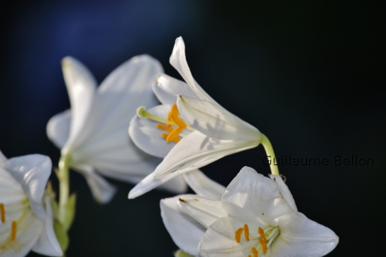 Fleur blanche photographiée dans le jardin de ma tante, région PACA