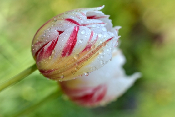 Tulipe blanche et rouge avec de la rosée
