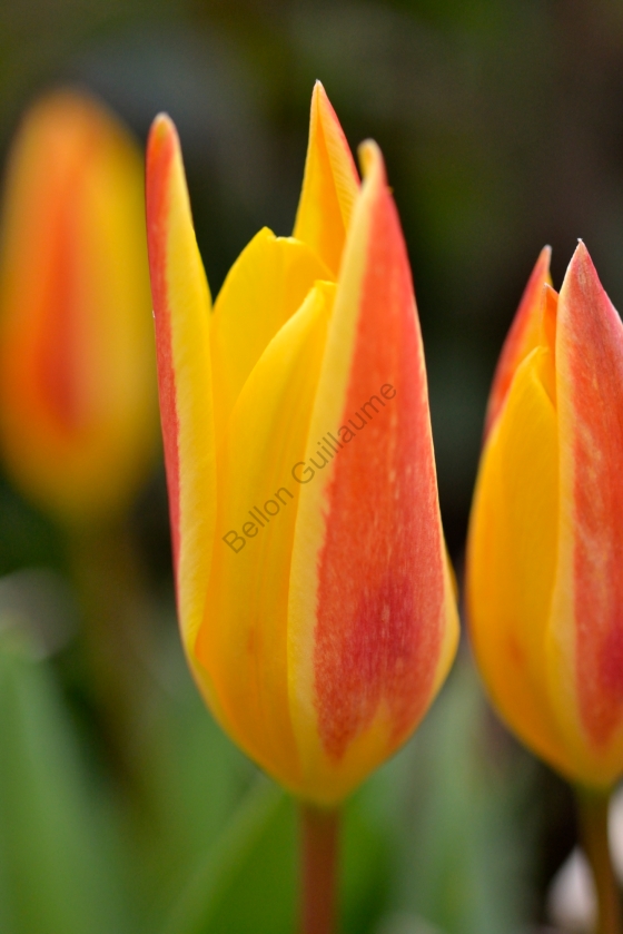Tulipes sans rosée